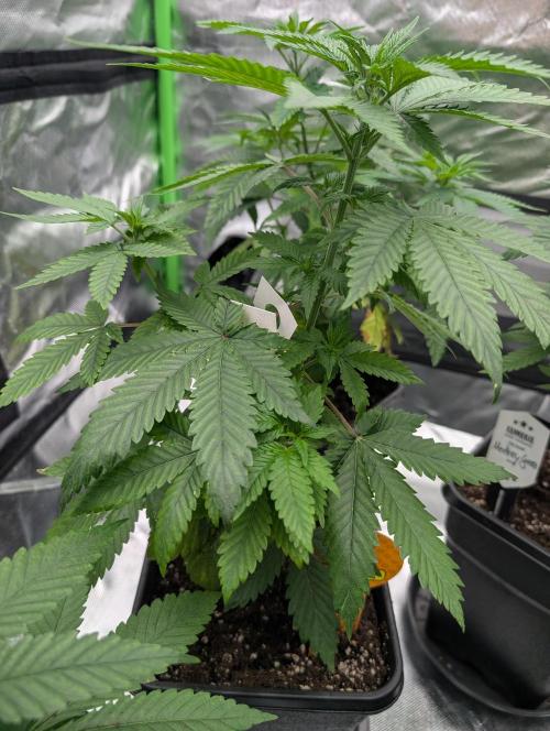 Zazatsu. Week 6 - D37