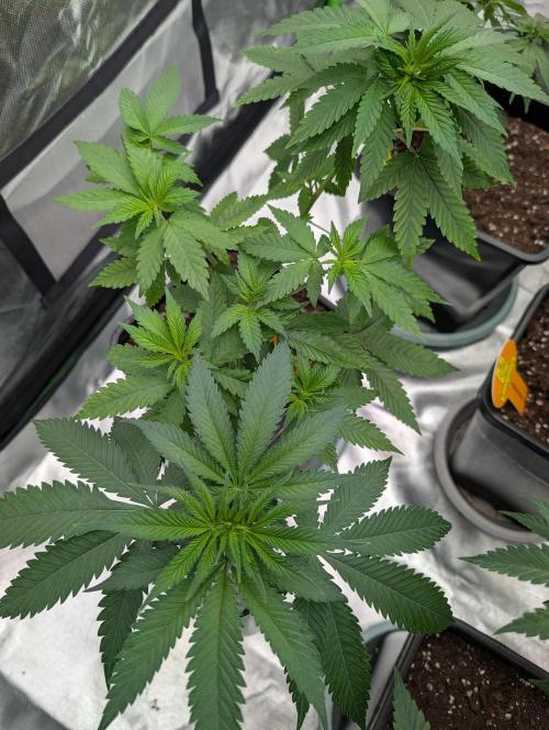Pure LED Q-V2 320W. Week 6