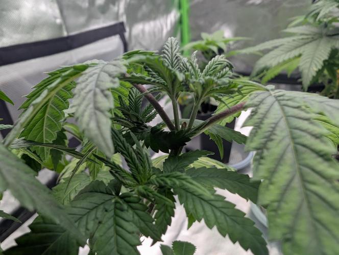 OG Nana. Week 6 - D32