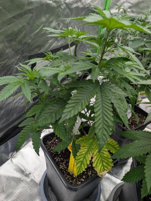 OG Nana. Week 6 - D37