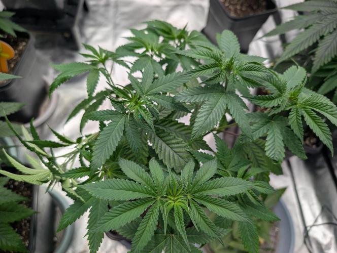 OG Nana. Week 6 - D40