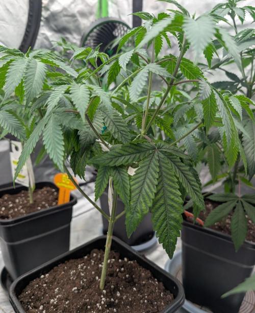OG Nana. Week 6 - D43