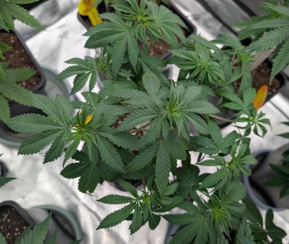 OG Nana. Week 6 - D43