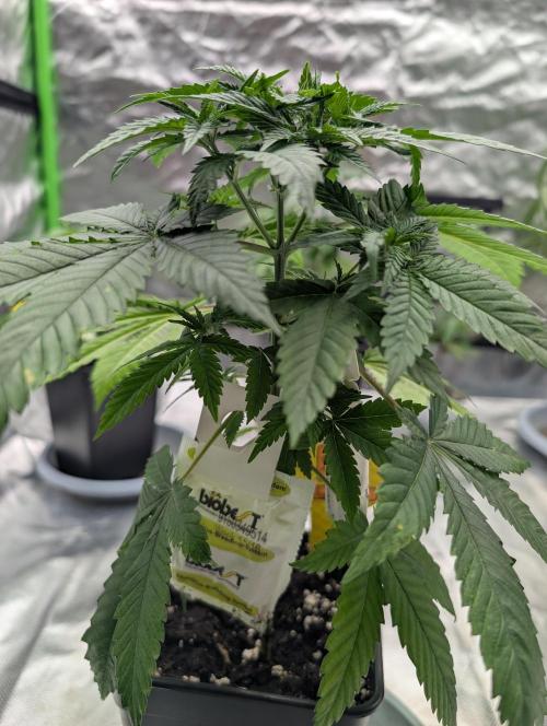 Growing Crack. Week 6 - D32
