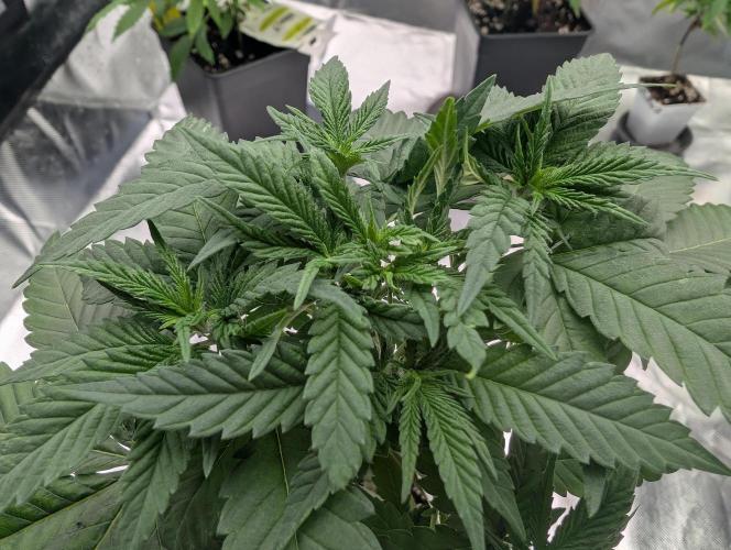 Growing Crack. Week 6 - D32