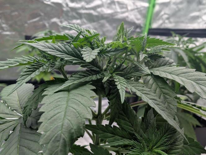 Growing Crack. Week 6 - D32