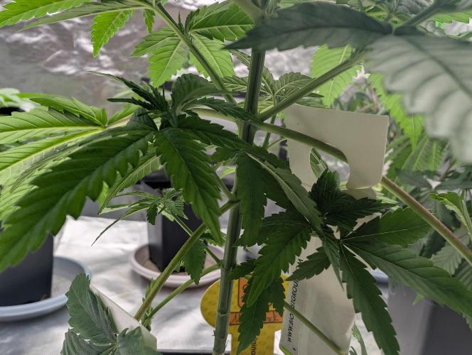 Growing Crack. Week 6 - D32