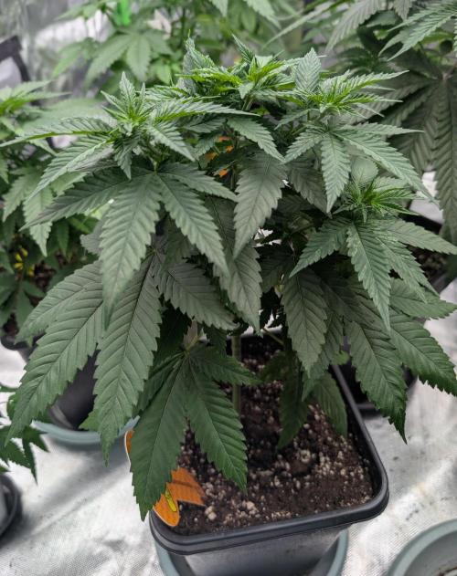 Growing Crack. Week 6 - D37