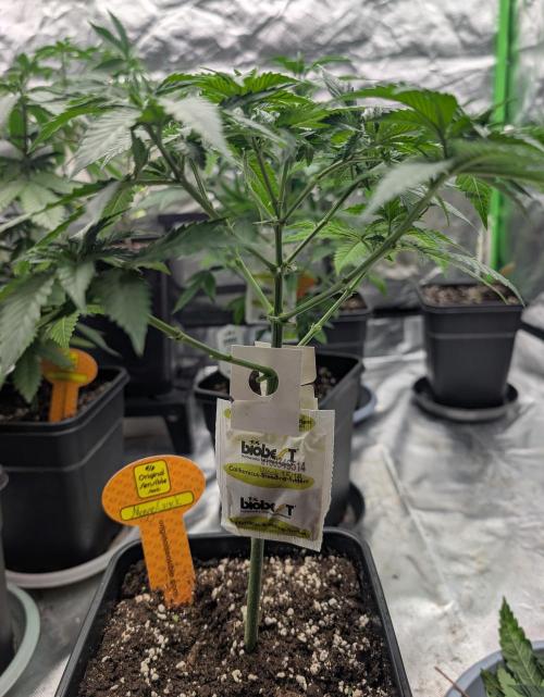 Growing Crack. Week 6 - D40
