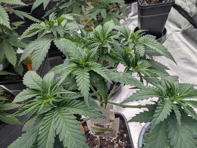 Growing Crack. Week 6 - D40