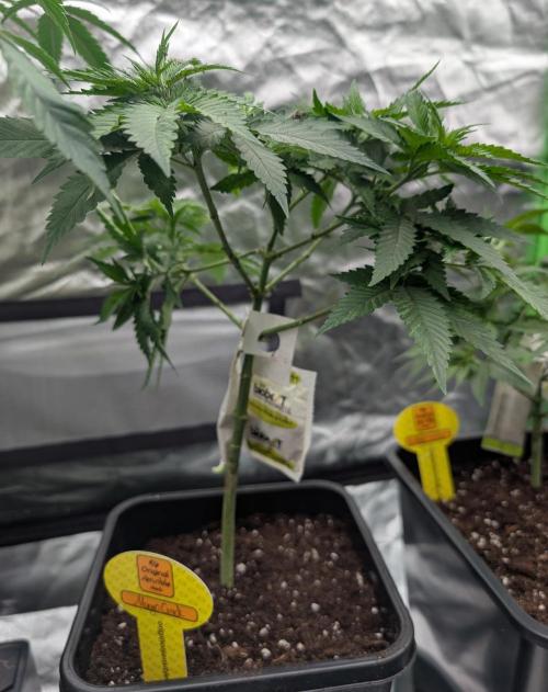 Growing Crack. Week 6 - D42