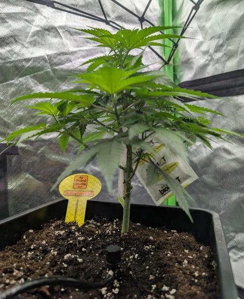 Cant have enough cookies. Week 7