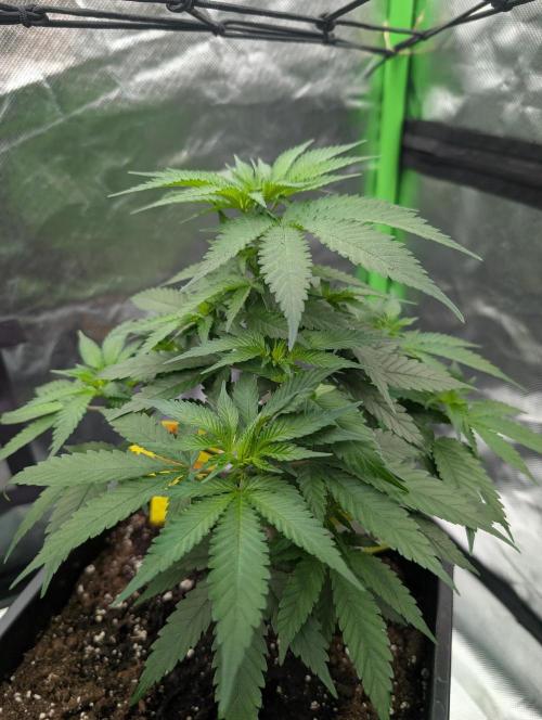 Cant have enough cookies. Week 7