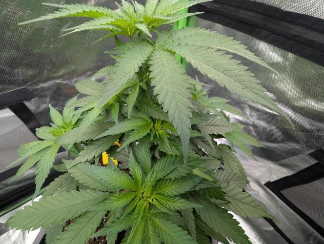 Cant have enough cookies. Week 7