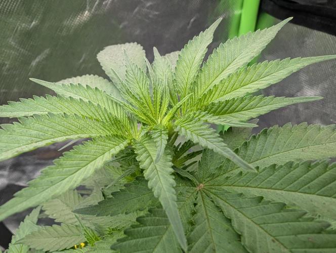Cant have enough cookies. Week 7