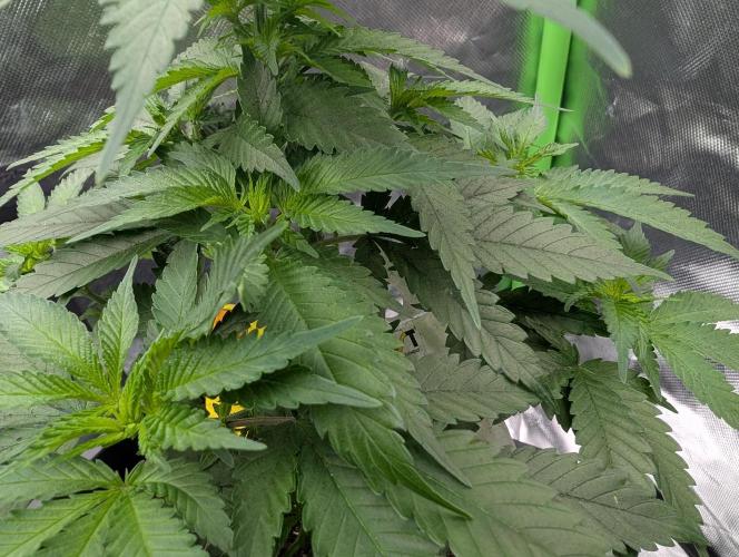 Wedding Cookies. Week 7