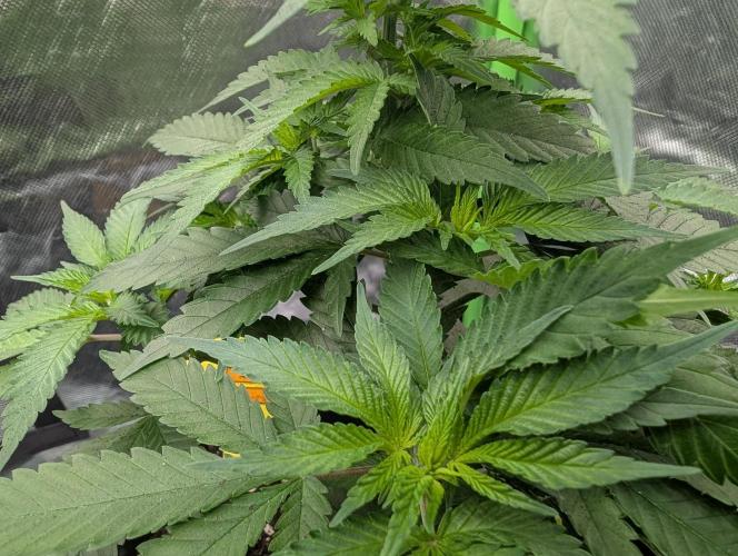 Cant have enough cookies. Week 7