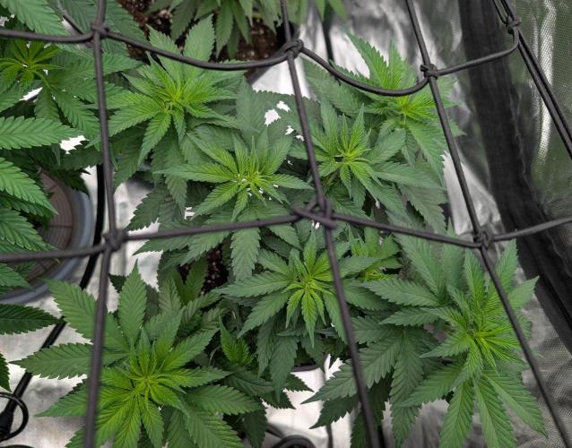 Growing Crack. Week 7