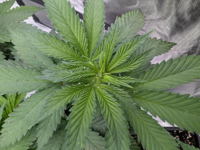 Growing Crack. Week 7