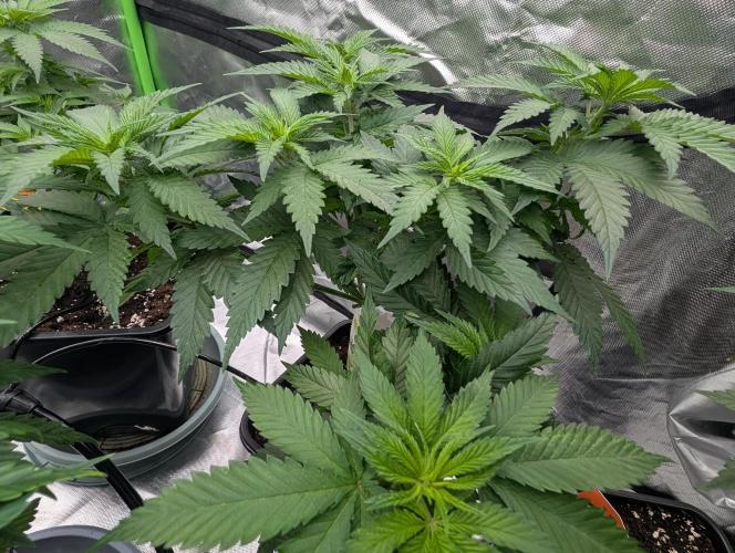 Growing Crack. Week 7