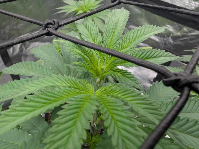 OG Nana. Week 7