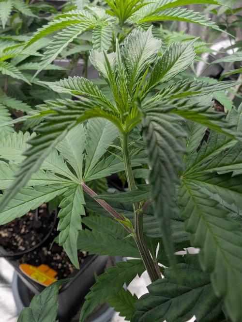 Do Si Tang. Week 7
