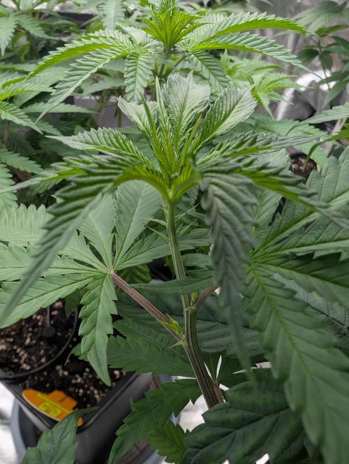 Orange Biscuit. Week 7