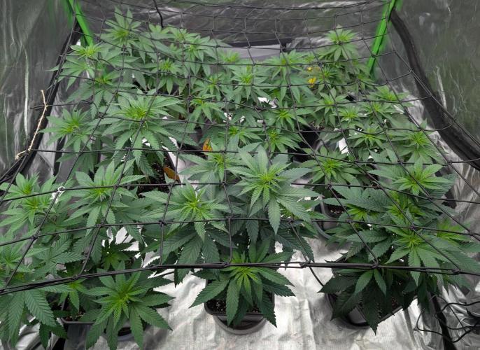Do Si Tang. Week 7