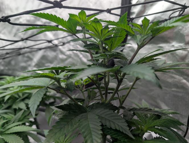Pink Gelato 🍦😋. Week 7