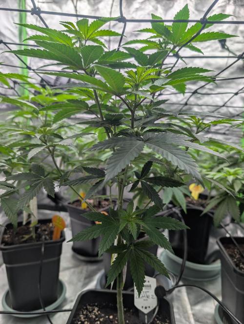 Lovely Z. Week 7