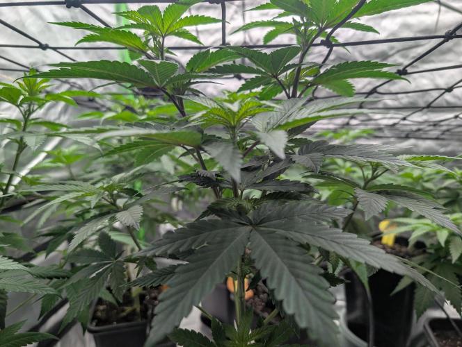 Lovely Z. Week 7