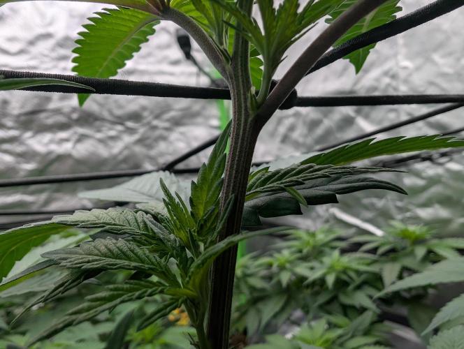 Lovely Z. Week 7