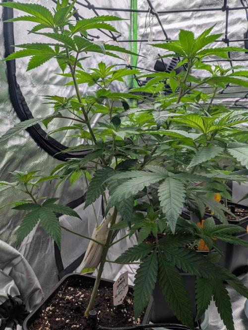 Monkey Venom. Week 7