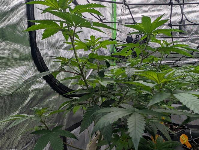 Monkey Venom. Week 7