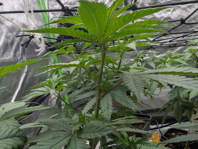 Monkey Venom. Week 7