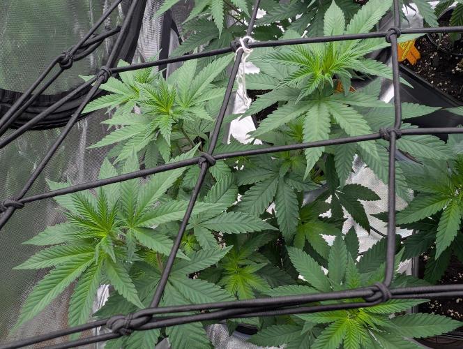Monkey Venom. Week 7