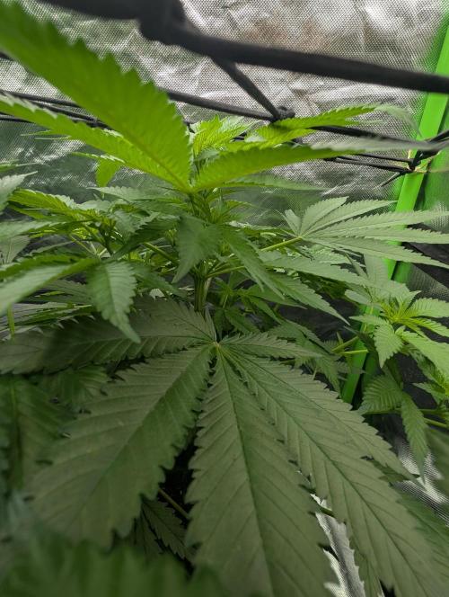 Cant have enough cookies. Week 8