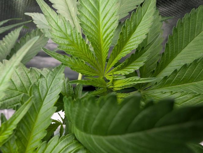 Cant have enough cookies. Week 8