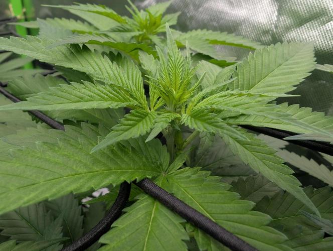 Growing Crack. Week 8