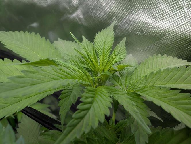 Growing Crack. Week 8