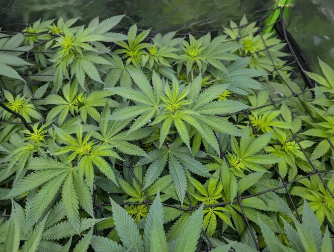 OG Nana. Week 8