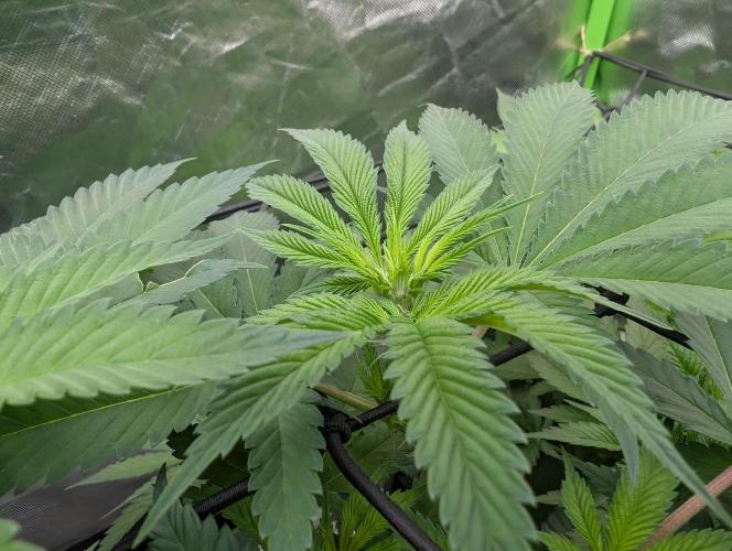 OG Nana. Week 8