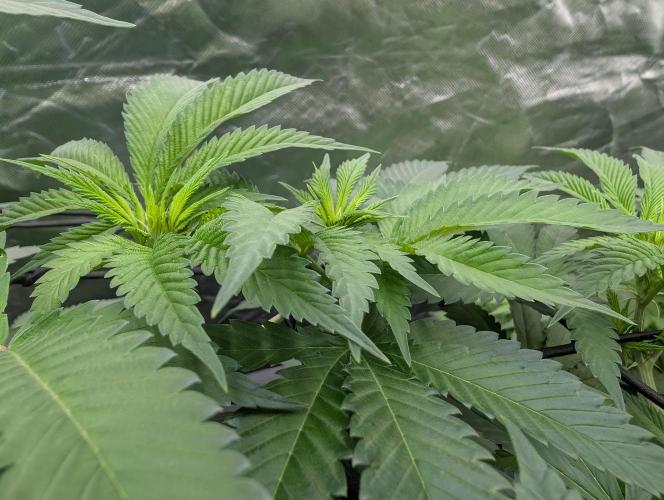 OG Nana. Week 8