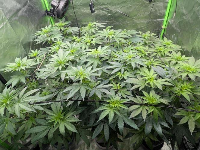 Growing Crack. Week 8