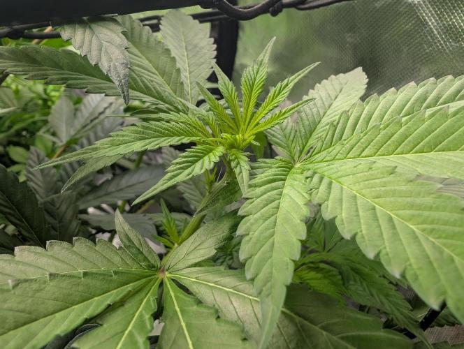Pink Gelato 🍦😋. Week 8