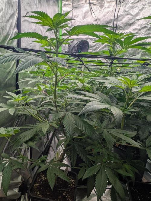Monkey Venom. Week 8