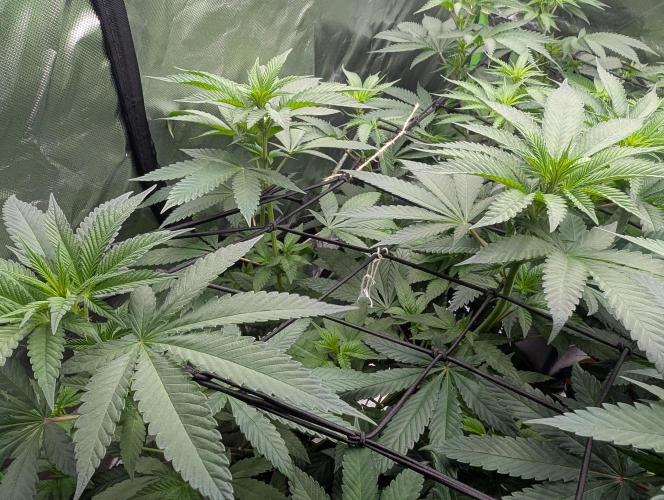 Monkey Venom. Week 8