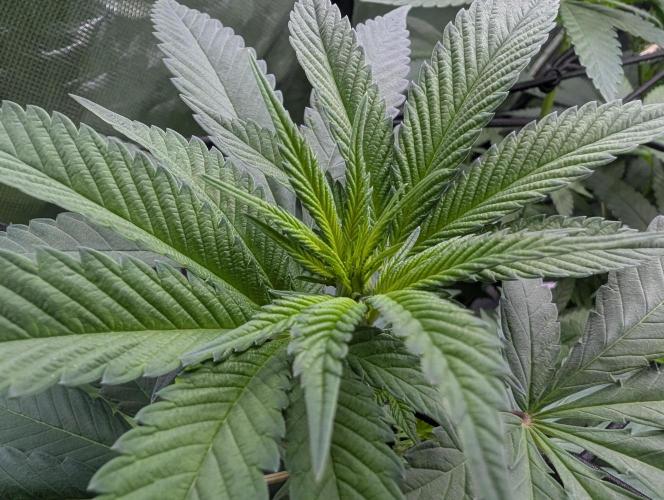 Monkey Venom. Week 8