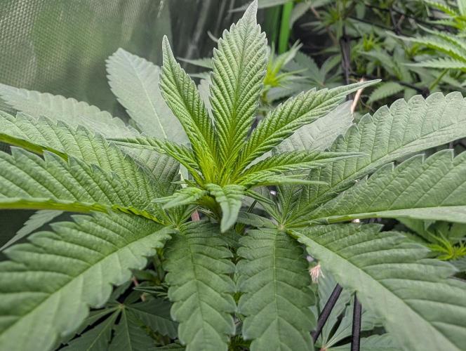 Monkey Venom. Week 8