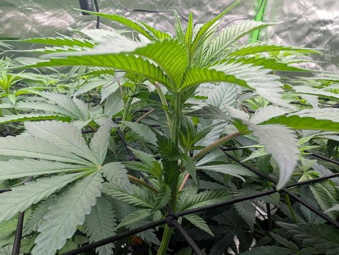 Monkey Venom. Week 8